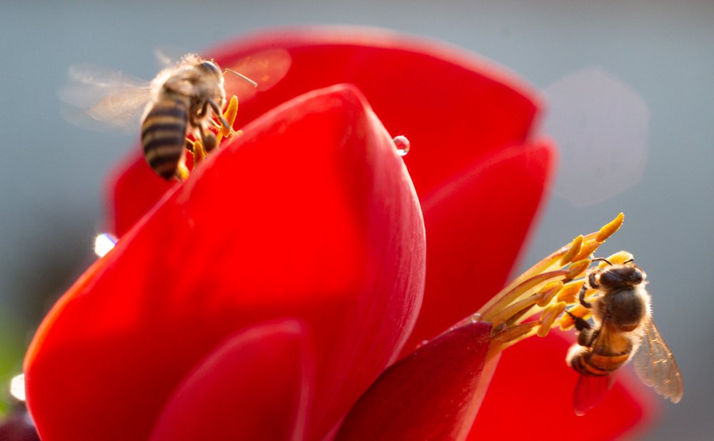Bees with Motion Blur How To Overcome Unwanted Motion Blur in Your Photos