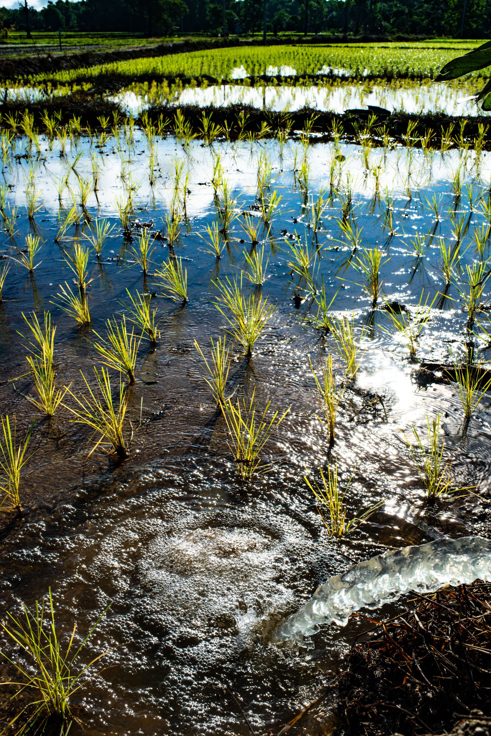 water feeding into a rice field in hard light on a sunny day