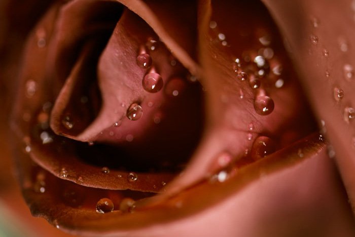 Deep Red Rose Close Up.  © Kevin Landwer-Johan