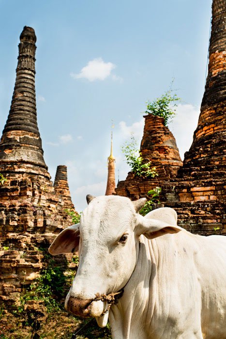 photographs in the middle of the day cow and pagodas