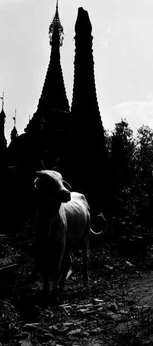 Black and White Cow with chedis at Inle Lake, Myanmar during a custom Chiang Mai Photo Workshop