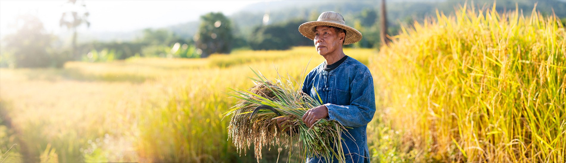 Thai Rice Farmer taken during a photography workshop at Suan Sook Homestay