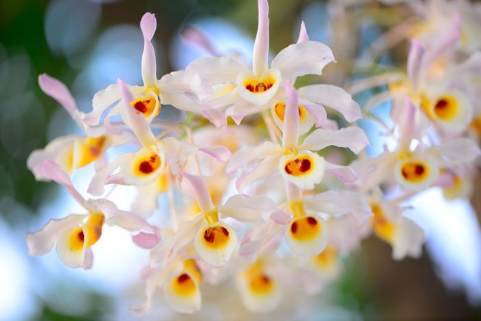 How To Know What To Take Photos Of Orchid Flowers