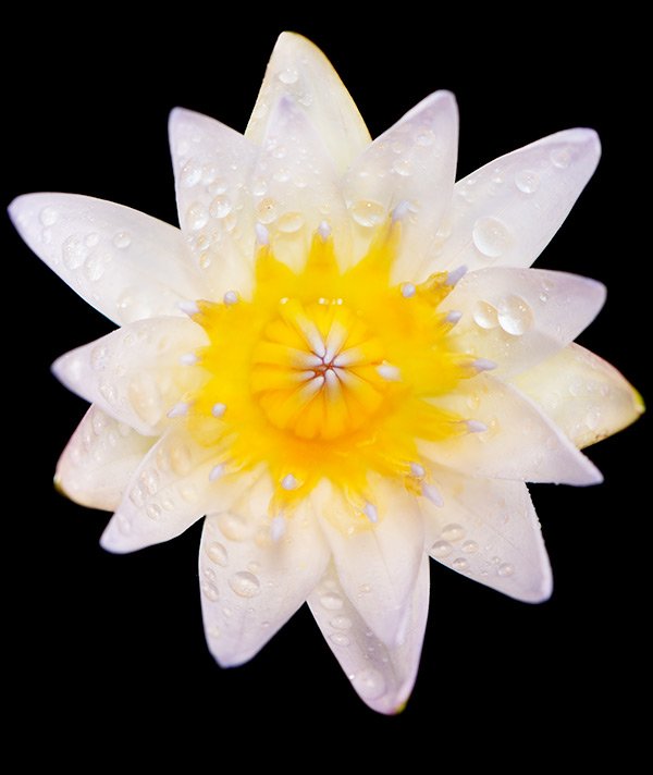 Looking down at a white lotus flower
