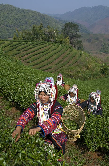 Akha women picking tea in Doi Mae Salong, Thailand. for What makes a good photograph. ©Kevin Landwer-Johan