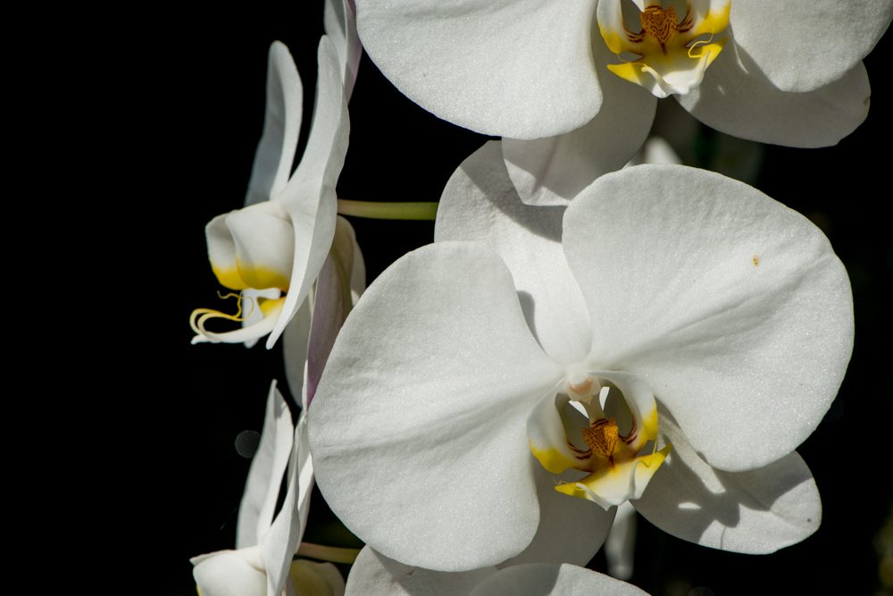 White Orchid Flowers on a Dark Background Exposing Your Creative Intent for More Powerful Photos