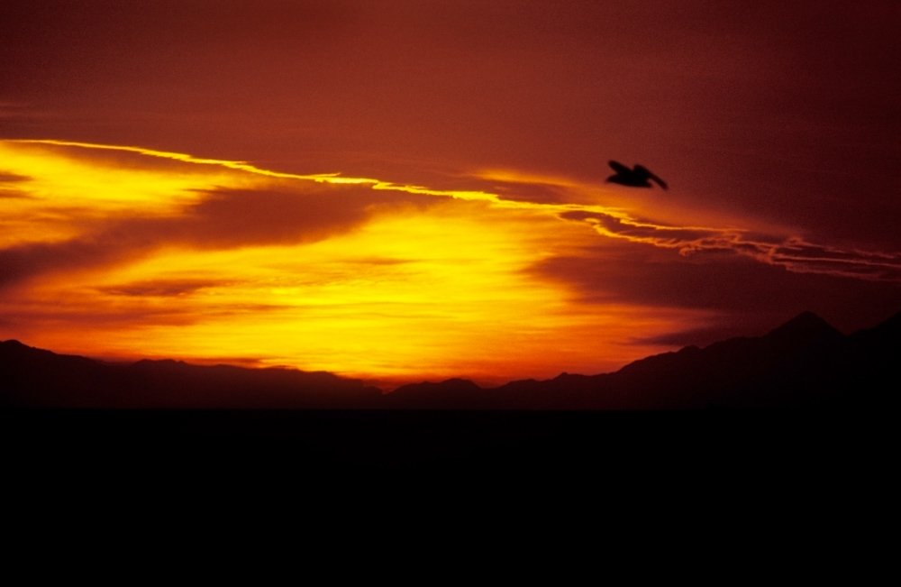 Orange and yellow sunset with a silhouetted bird flying on Cook Strait, New Zealand