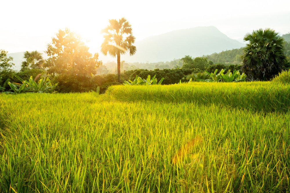 Suan Sook Homestay View across rice fields in Thailand