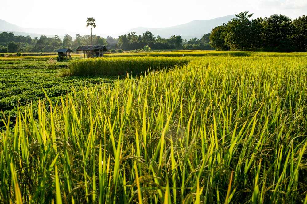 Rice Fields - How To Compose the Best Photos – Fill The Frame.  © Kevin Landwer-Johan