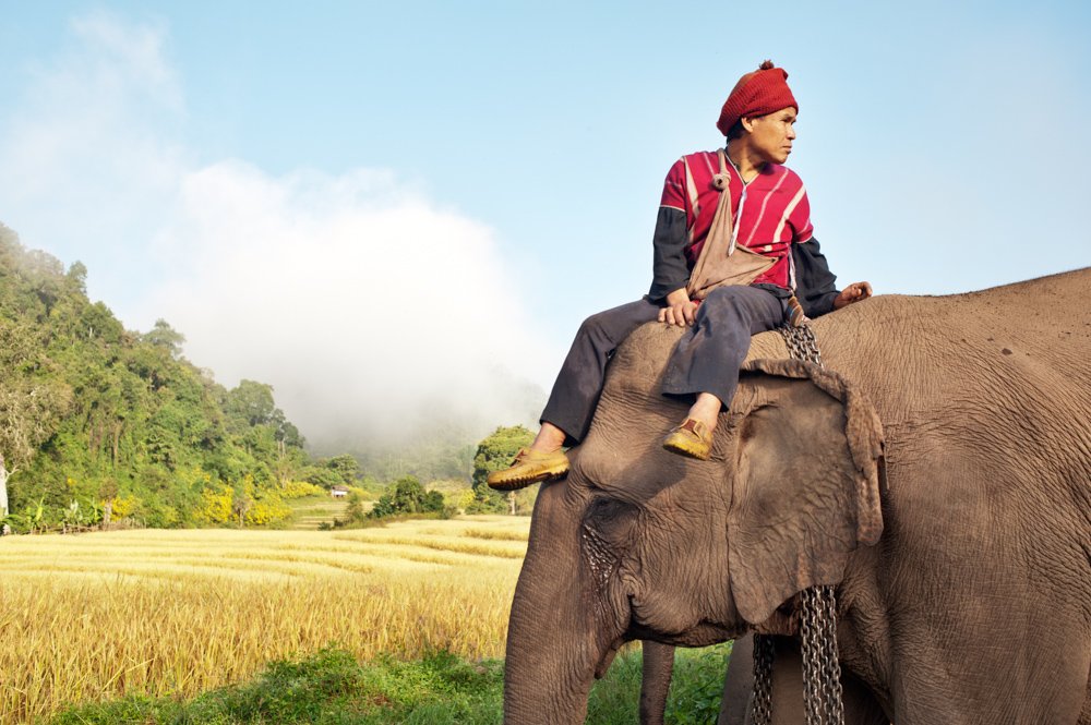 25 Valuable Tips For The Best Travel Photography Portraits Asian Elephants