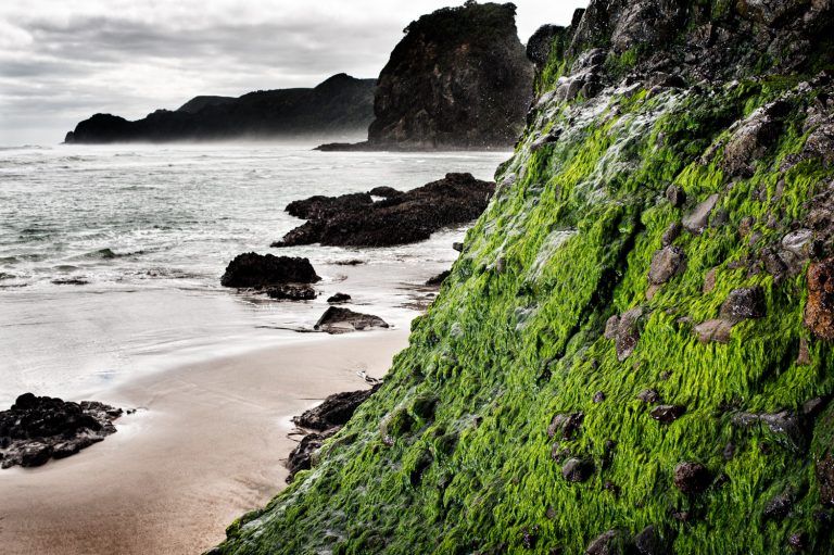 Portfolio of KevinLJ © Kevin Landwer-Johan Moss Covered Rocks