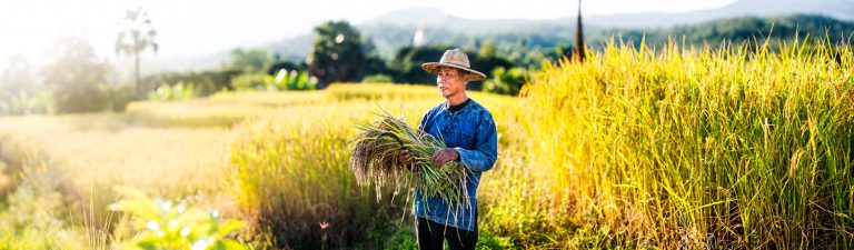 Portfolio of KevinLJ © Kevin Landwer-Johan Rice Farmer Pano Thailand