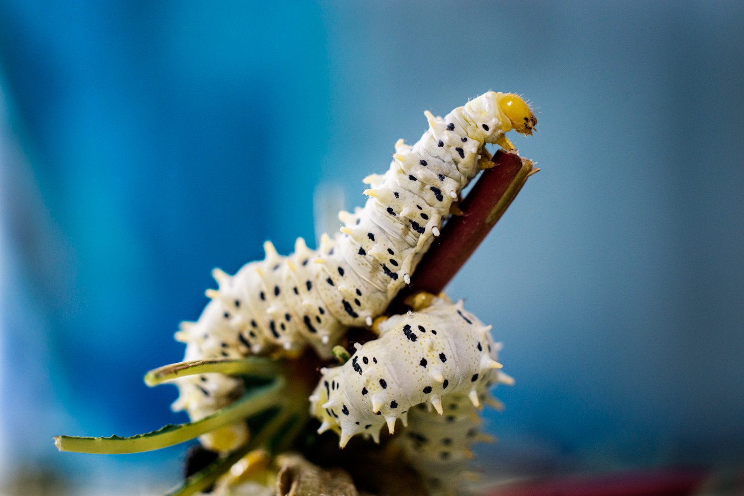 Silk Worms for article on camera or phone