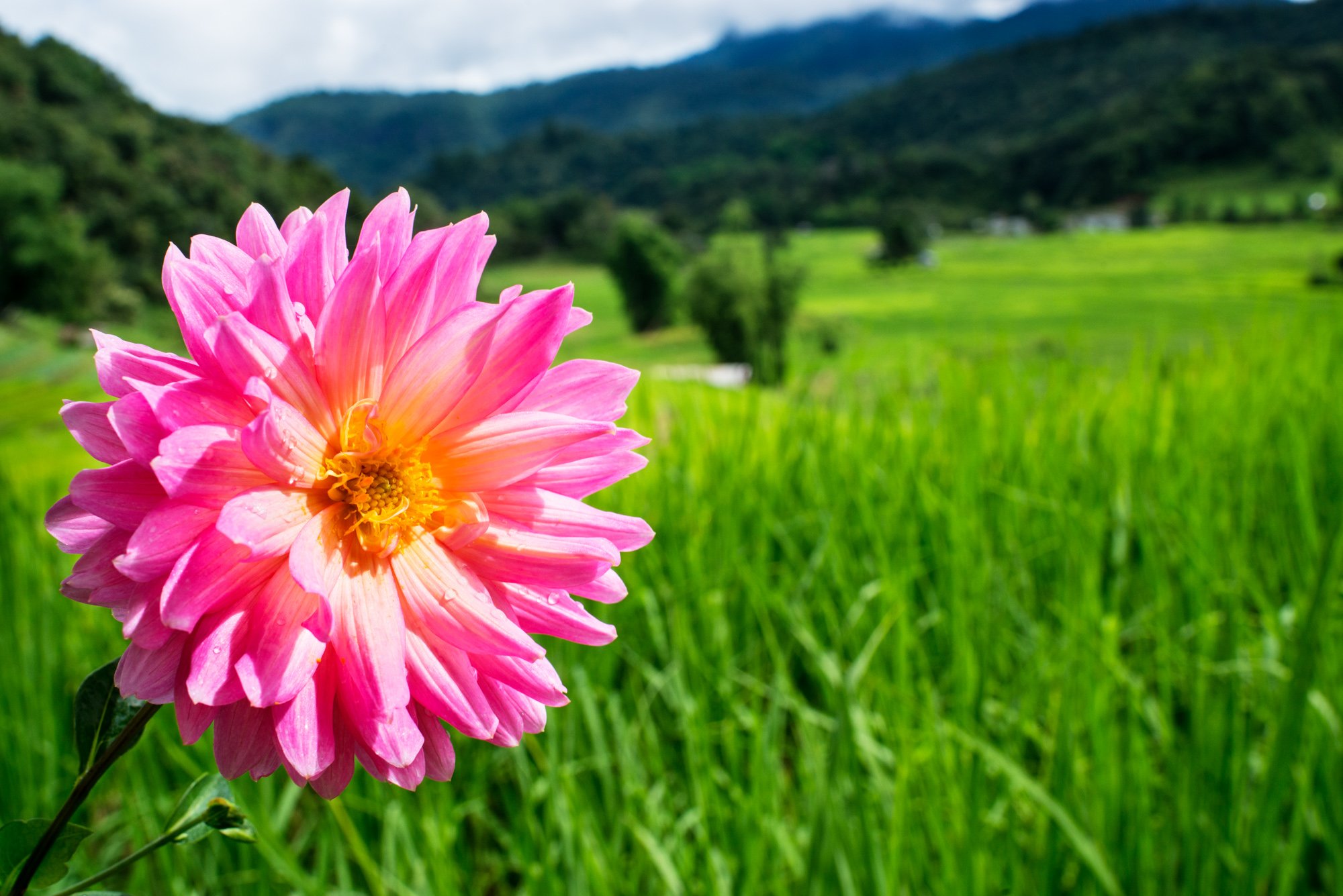 Pink Dahlia Green Rice in Thailand