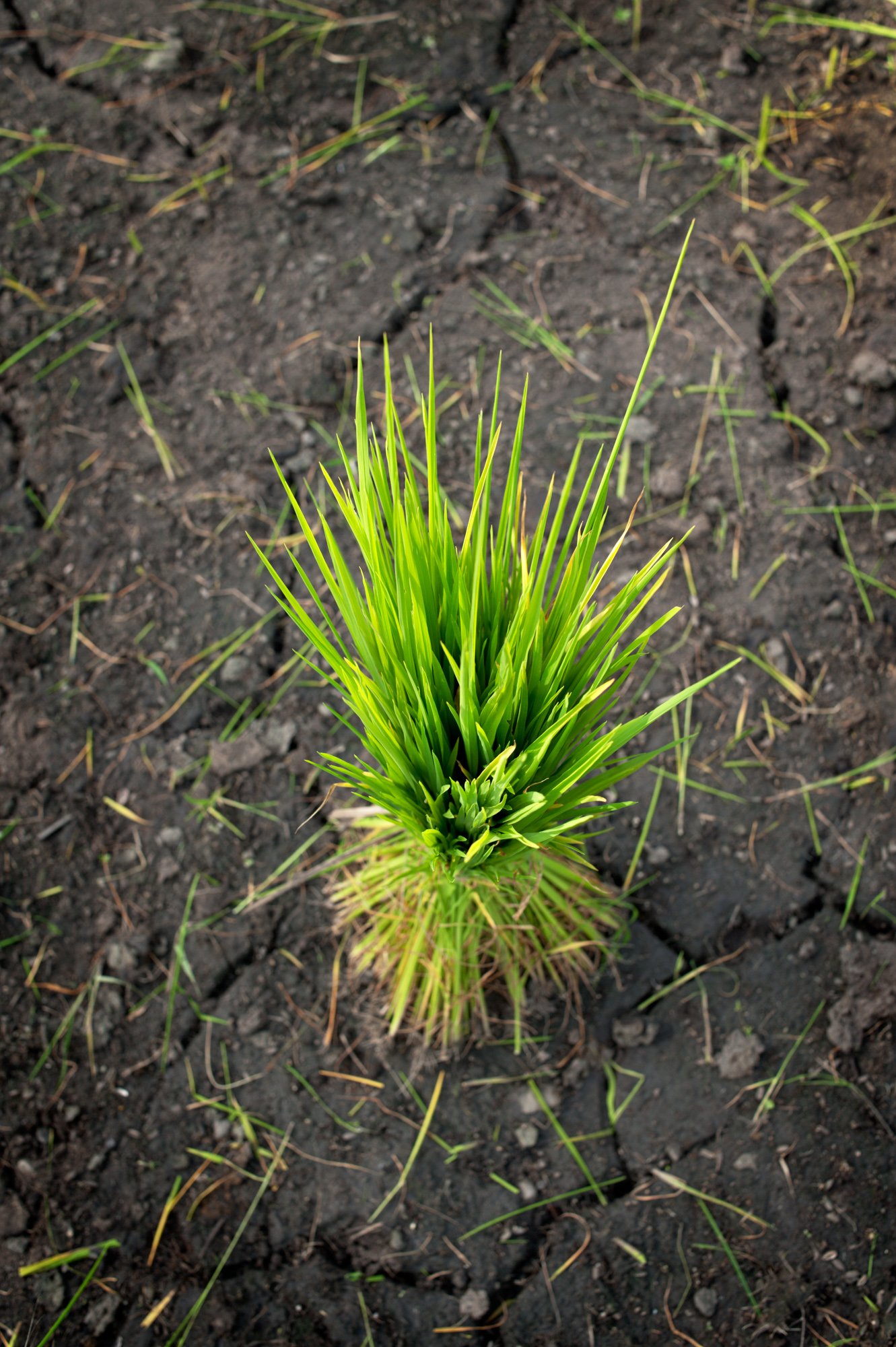 Rice Seedlings bundled ready for transplanting