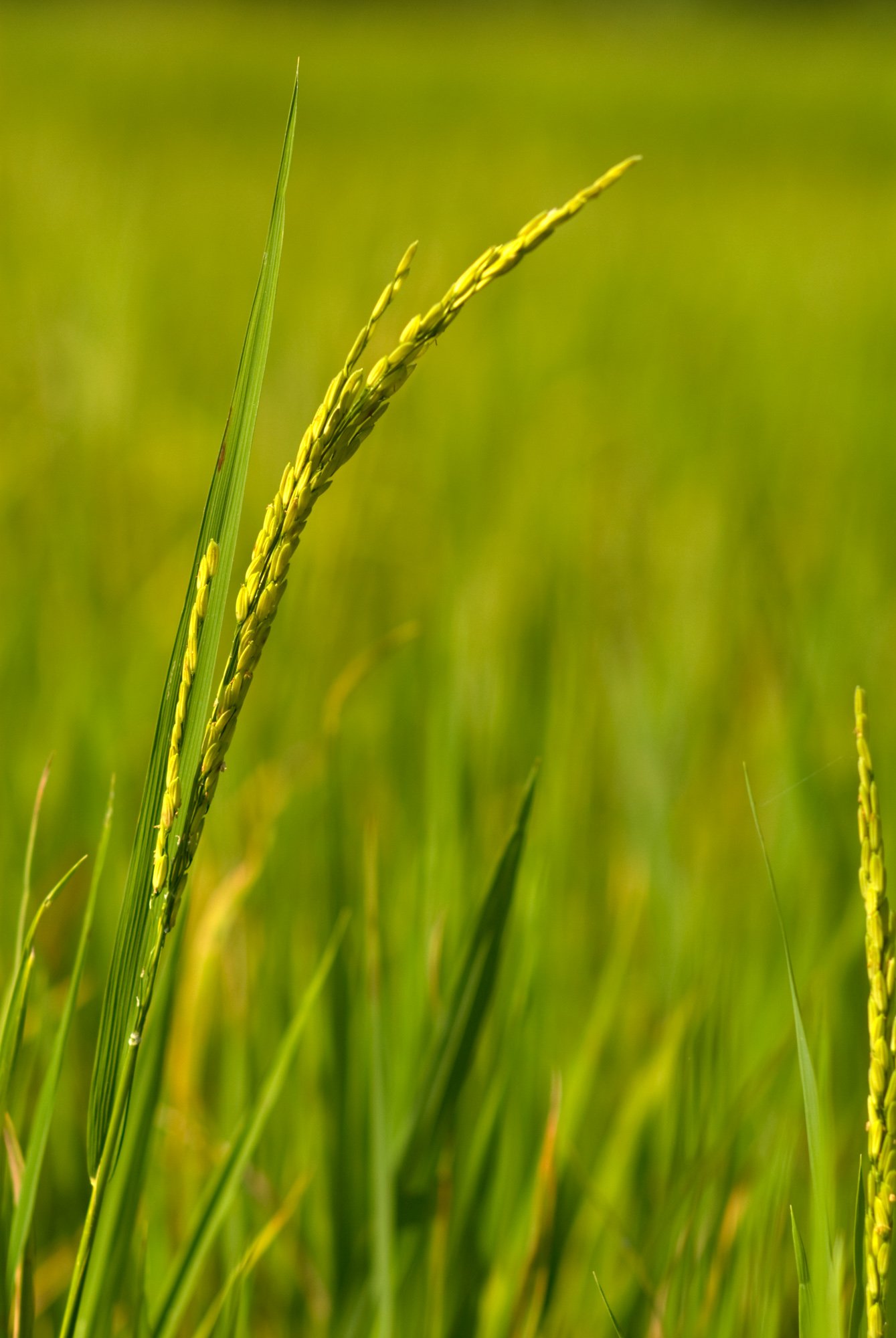 New rice growing - storytelling with digital photos