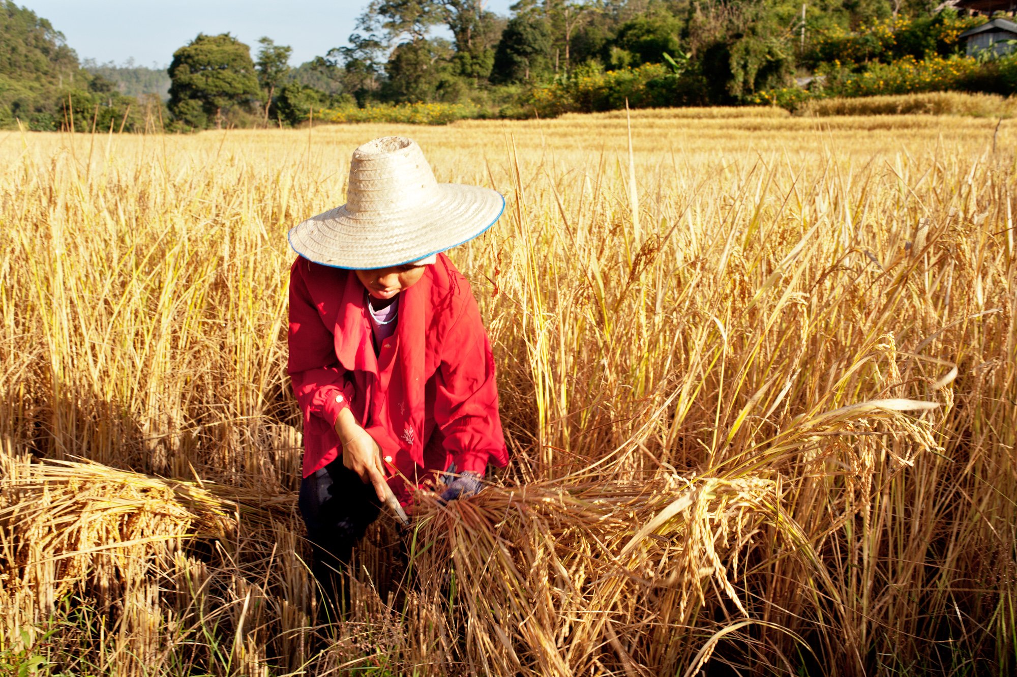 Woman Harvesting Rice By Hand