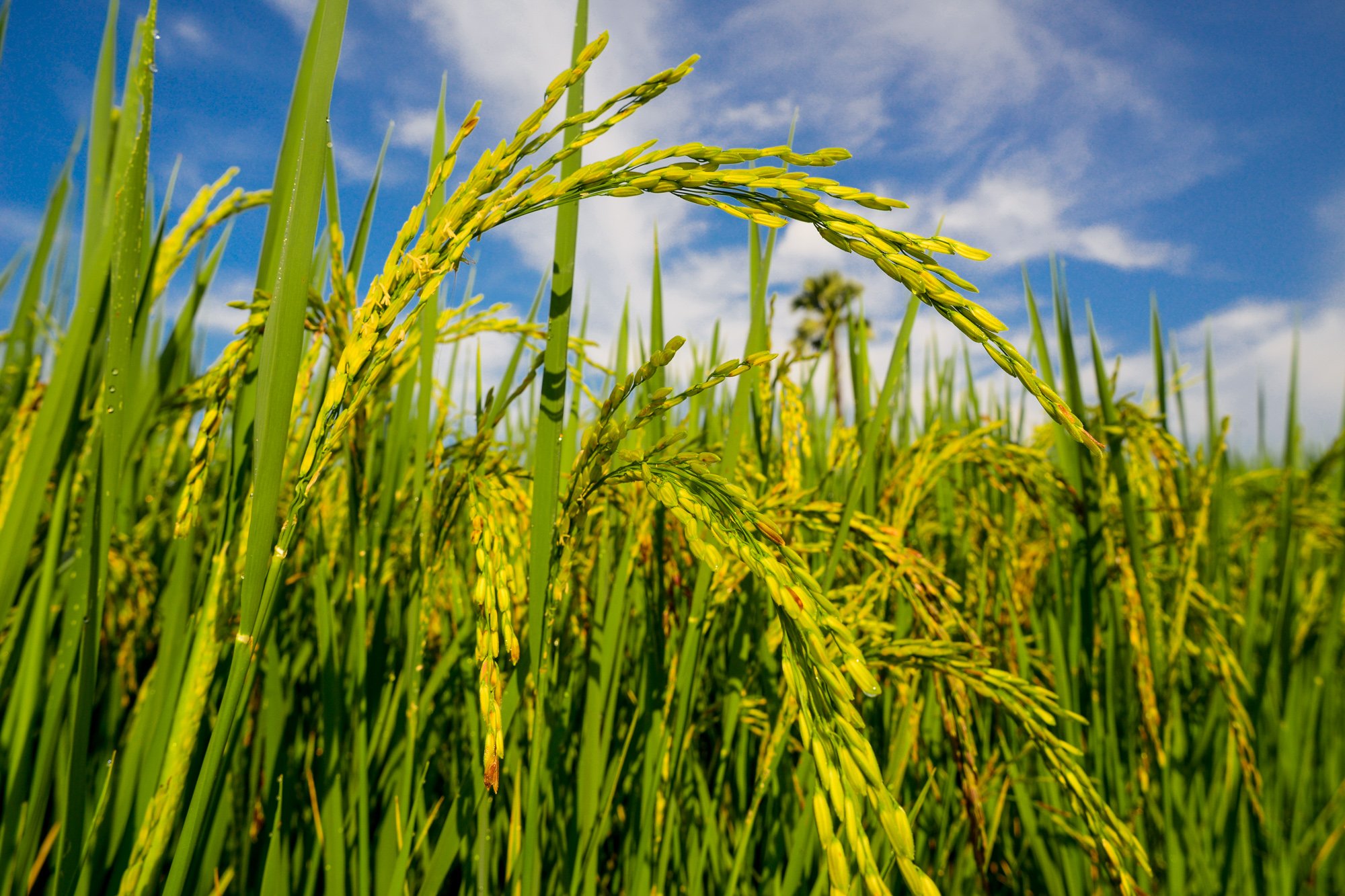 Rice Rippening - storytelling with digital photos