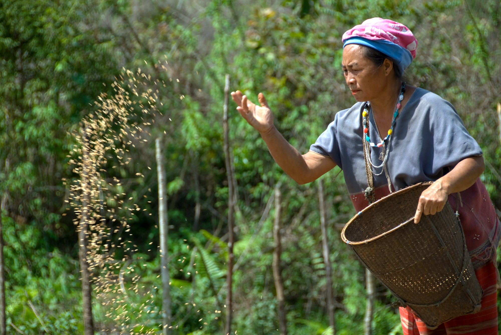 Karen woman Sowing Rice
