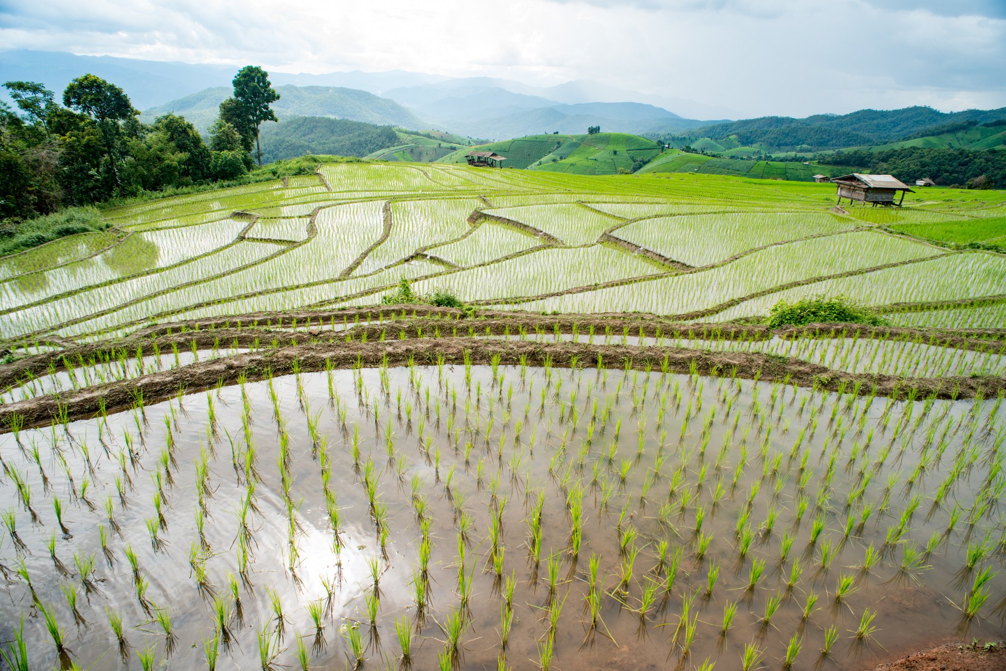 Rice Farming in Thailand