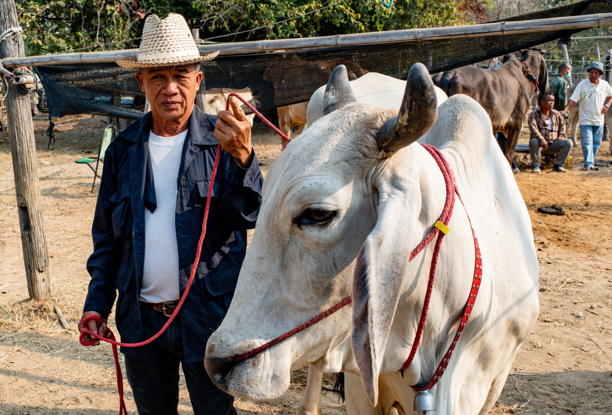 A farmer shows off one of his cows at a rural cattle market in Northern Thailand. Make photo essays