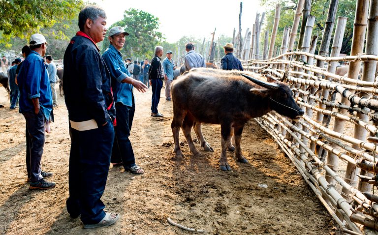 Men and a buffalo at a cattle market