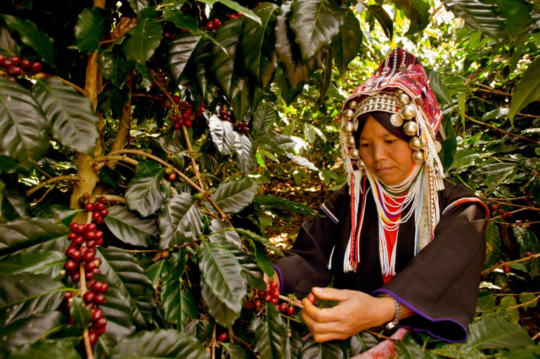 Akha woman harvesting coffee in north Thailand in how to ake photo stories