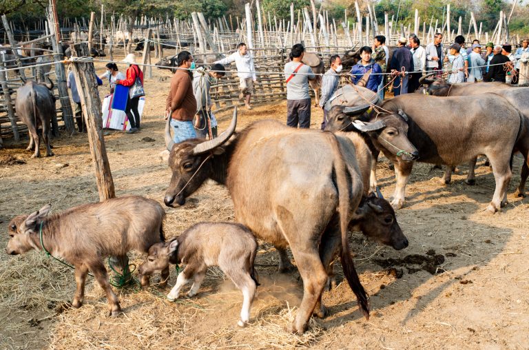 Cattle market