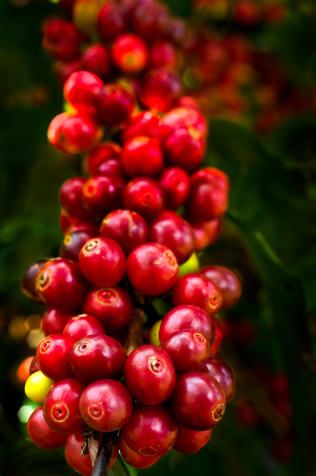 Ripe arabica coffee cherries close up to illustrate how to make photo stories