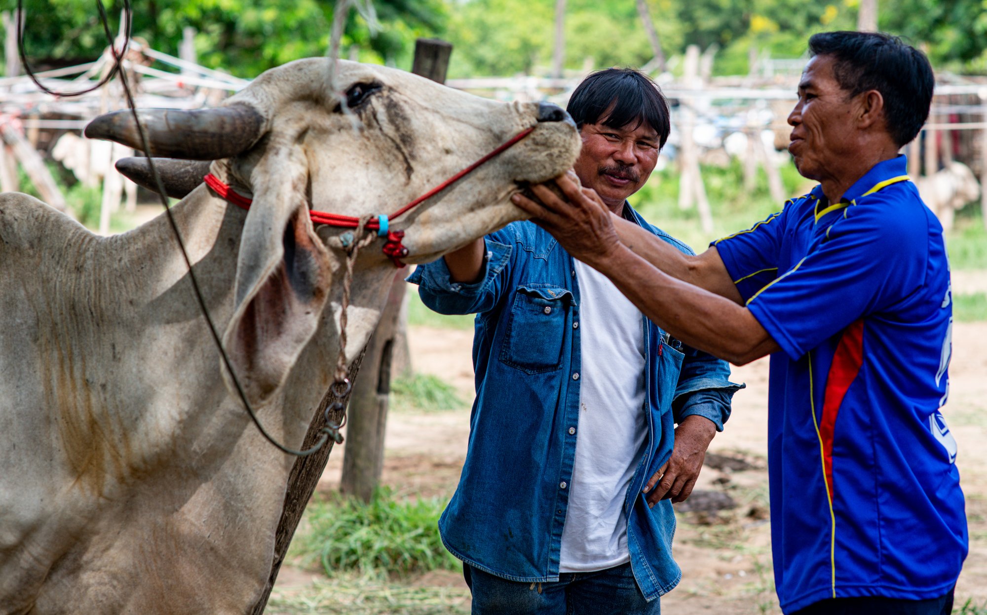 A man inspects a cows teeth at a rural Thai cattle market. Make photo essays