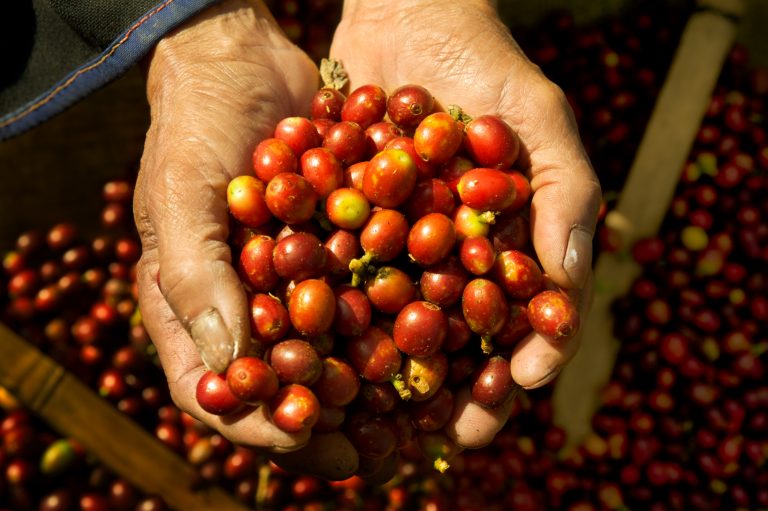 Hands full of freshly picked, ripe coffee cherries at Doi Chang in north Thailand.