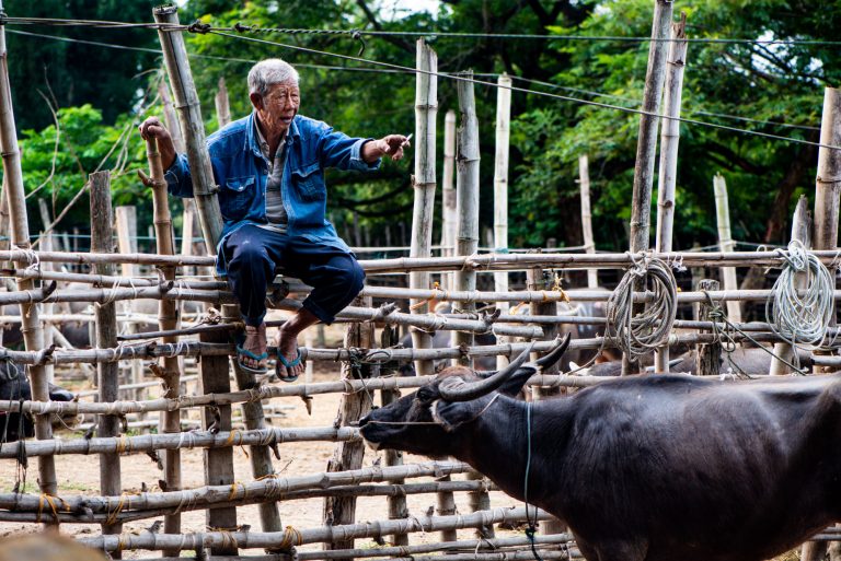 Farmer on the fence at a Thai cattle market