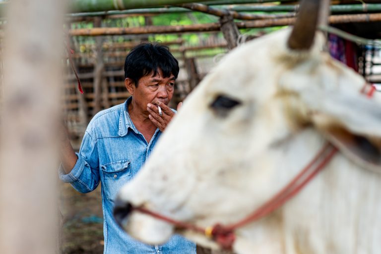 Man smoking with a cow in the foreground
