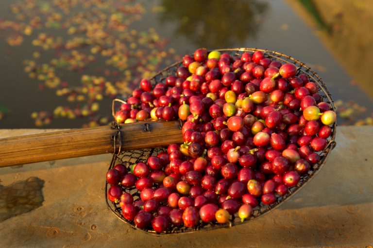 Scoop of fresh coffee cherries next to a pool of water which they will soak in as part of the processing procedure.