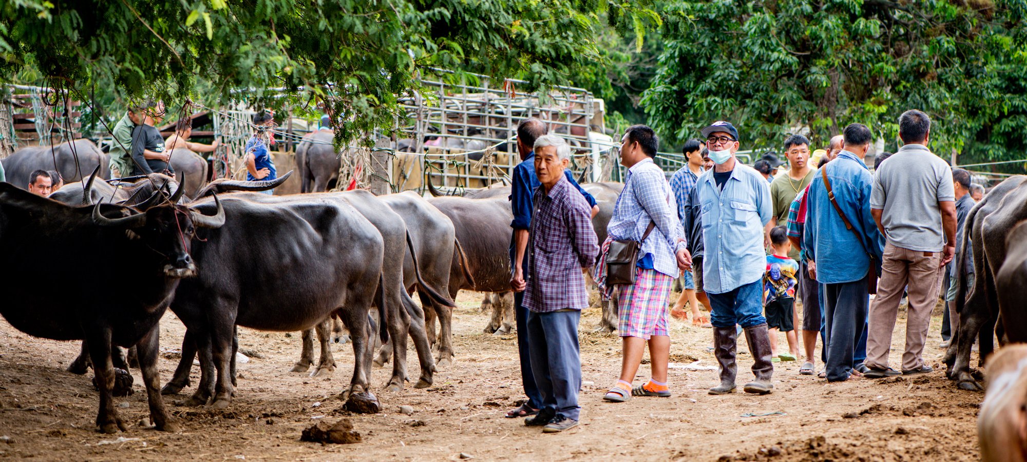 Make photo essays. Farmers and cattle at the market. 