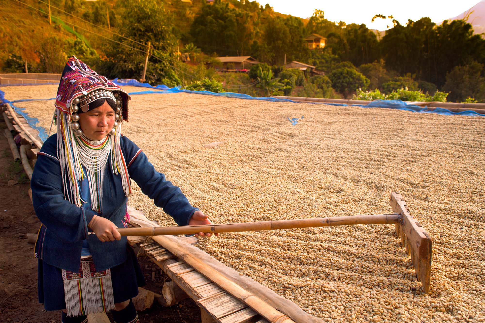 Akha hill tribe woman raking drying coffee at Doi Chang, north Thailand.