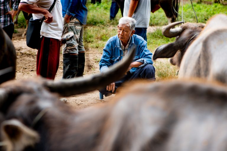 Man at a cattle market