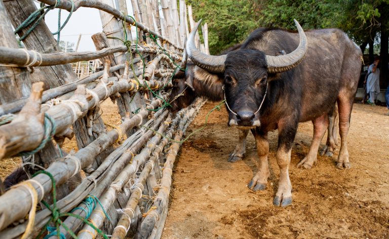 Buffalo by a bamboo fence