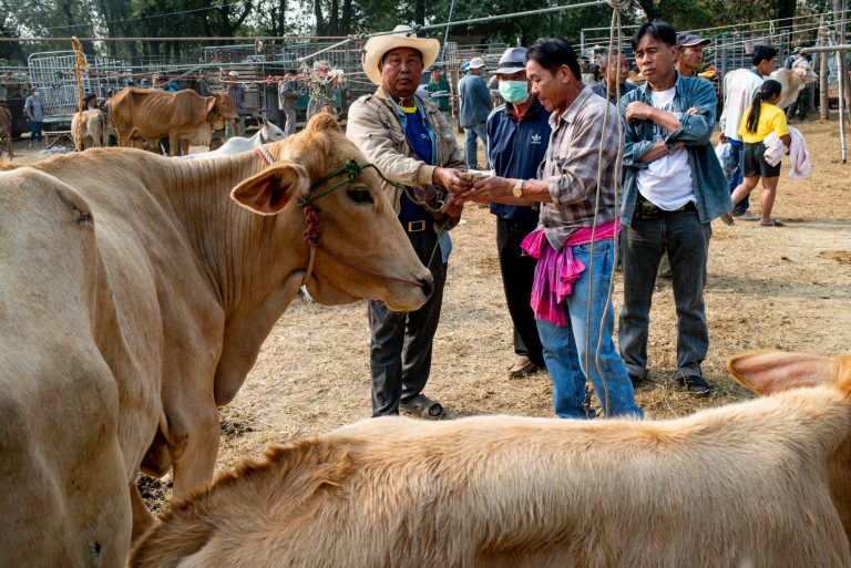 Farmers exchange money at the cattle market after striking a deal.