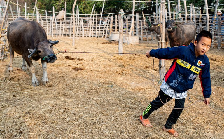 Young boy attempting to lead a buffalo to a waiting truck. Make photo essays