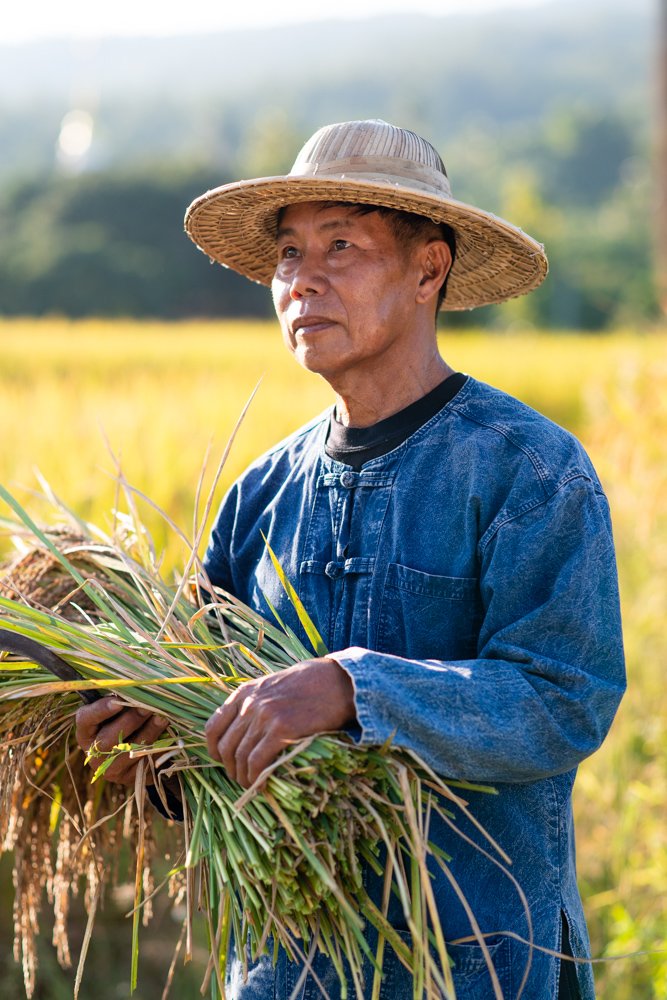 blurred background portaits of a rice farmer