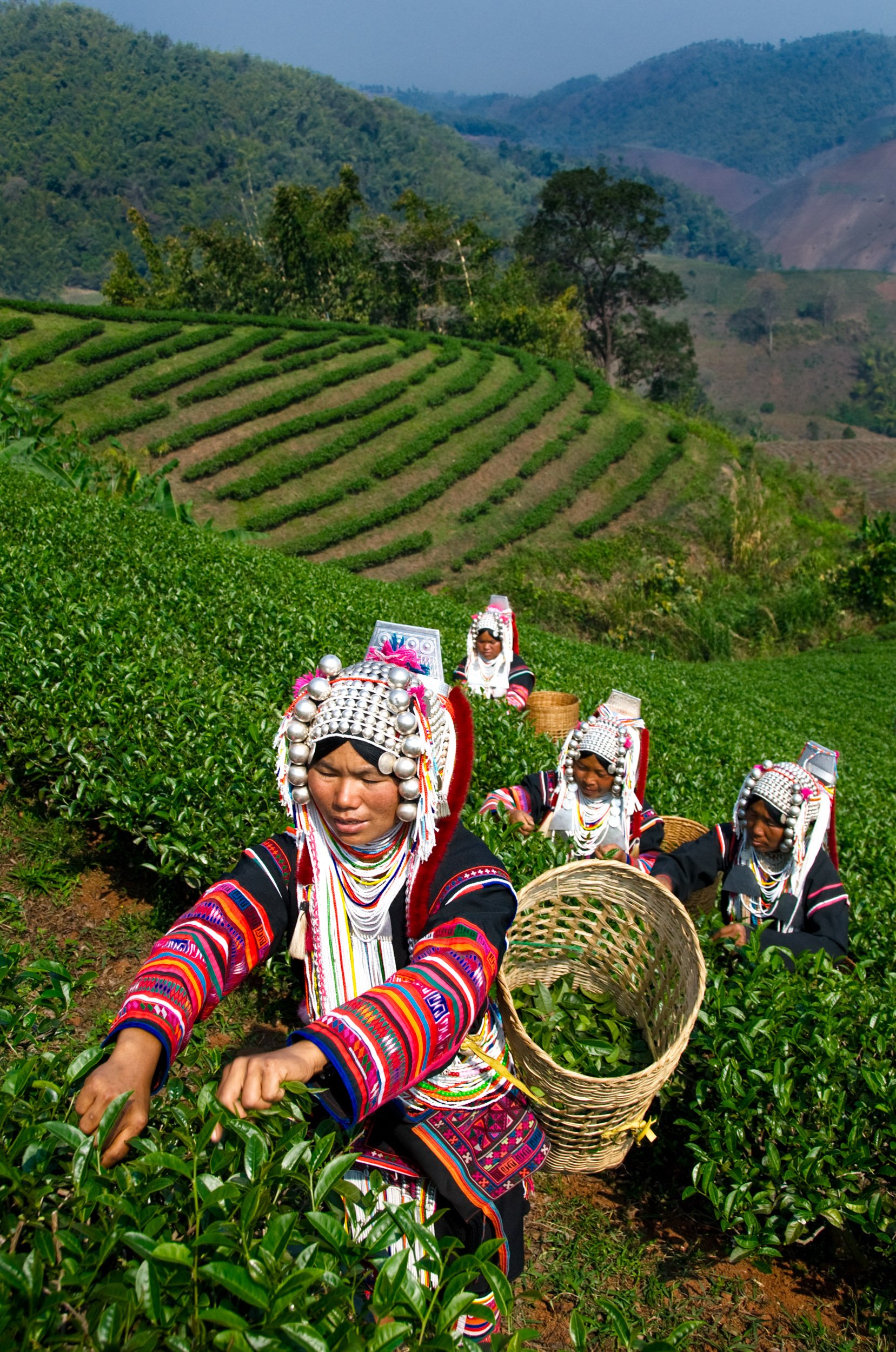 Akha hill tribe women picking tea near Mae Salong in northern Thailand