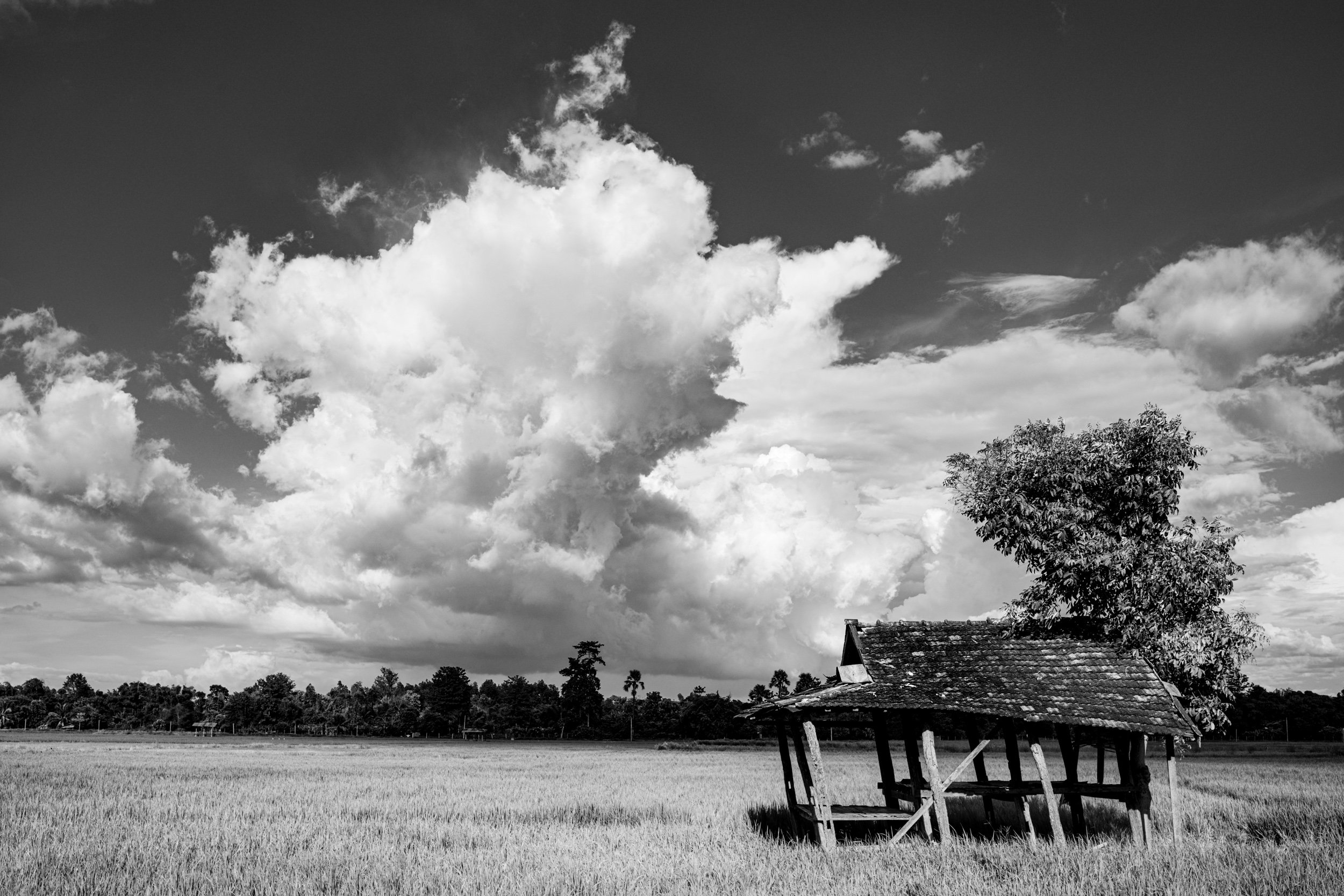 clouds over rice fields