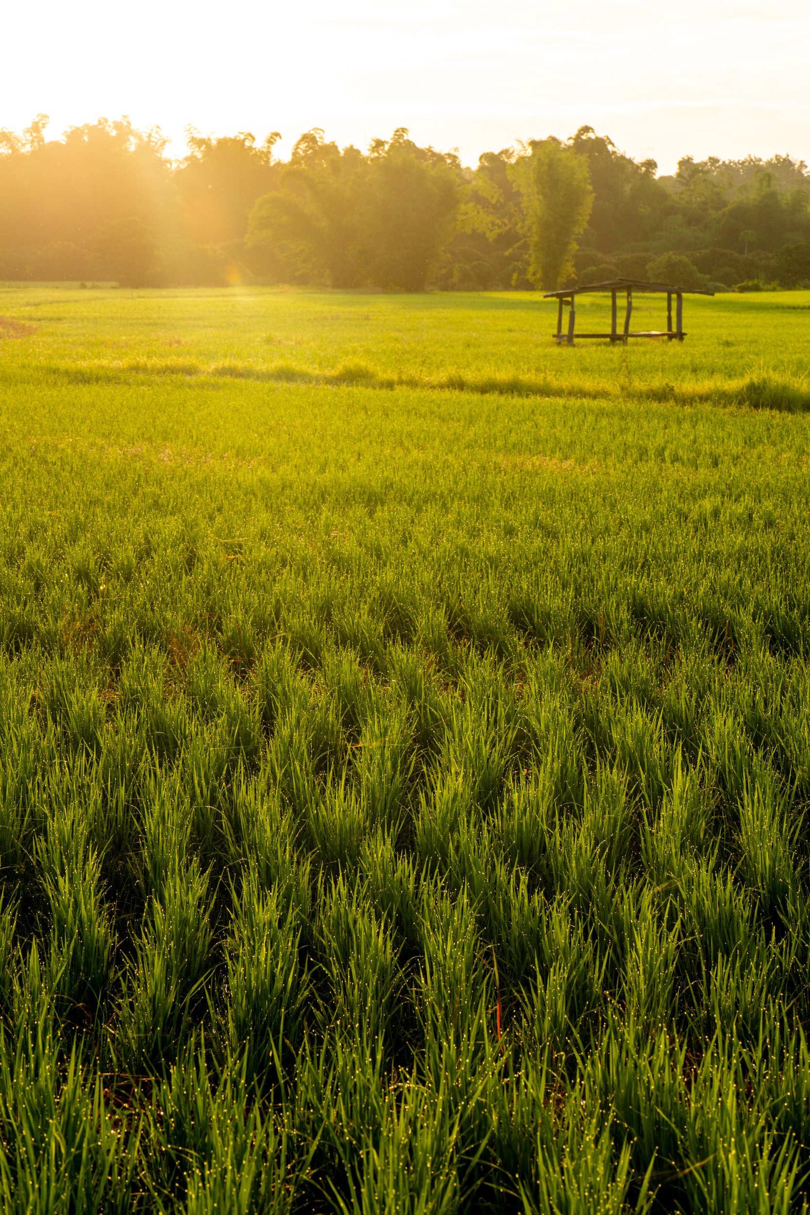 Golden hour in the rice fields with lovely warm light for photography