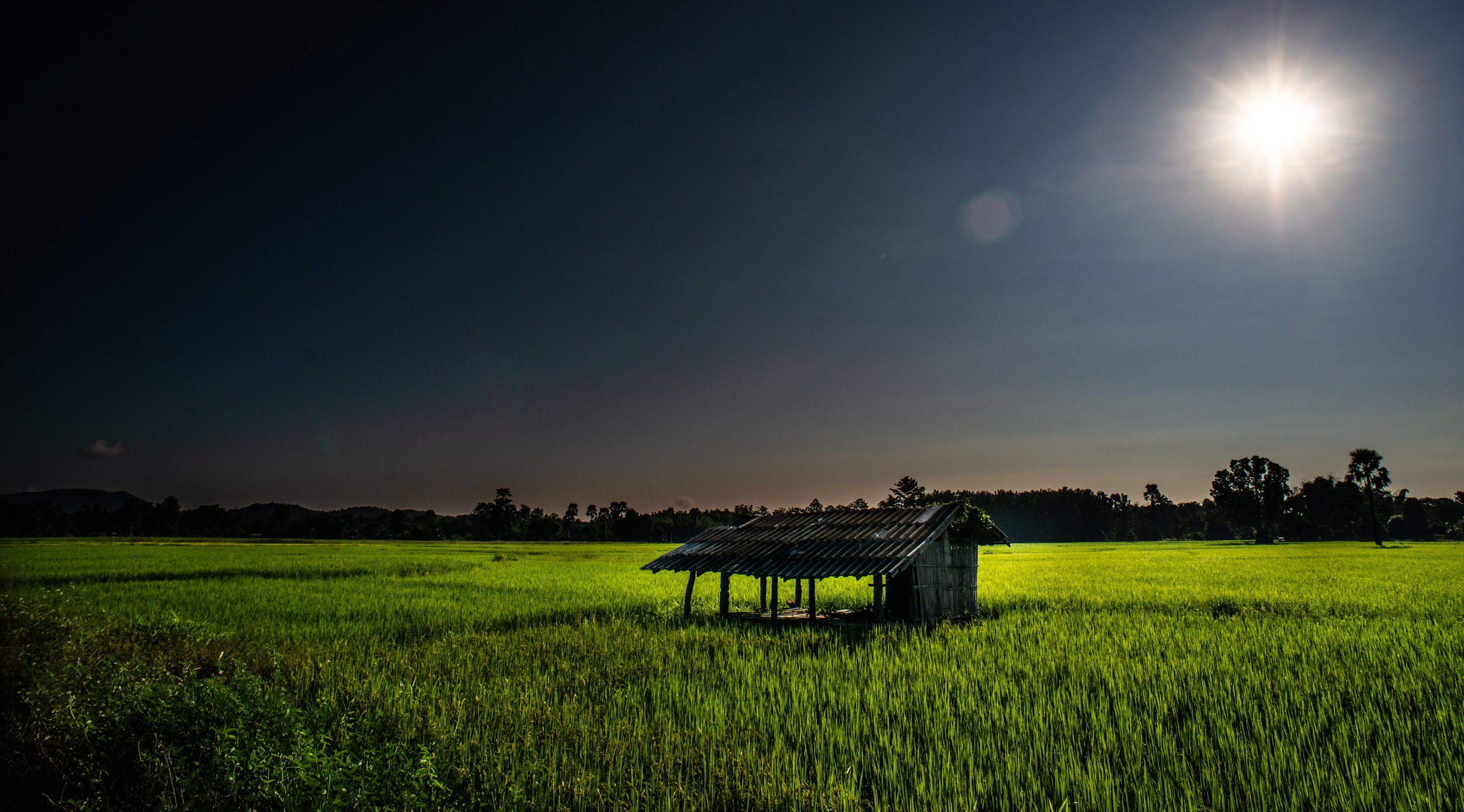 rice firelds in the morning for What Makes a Good Photograph