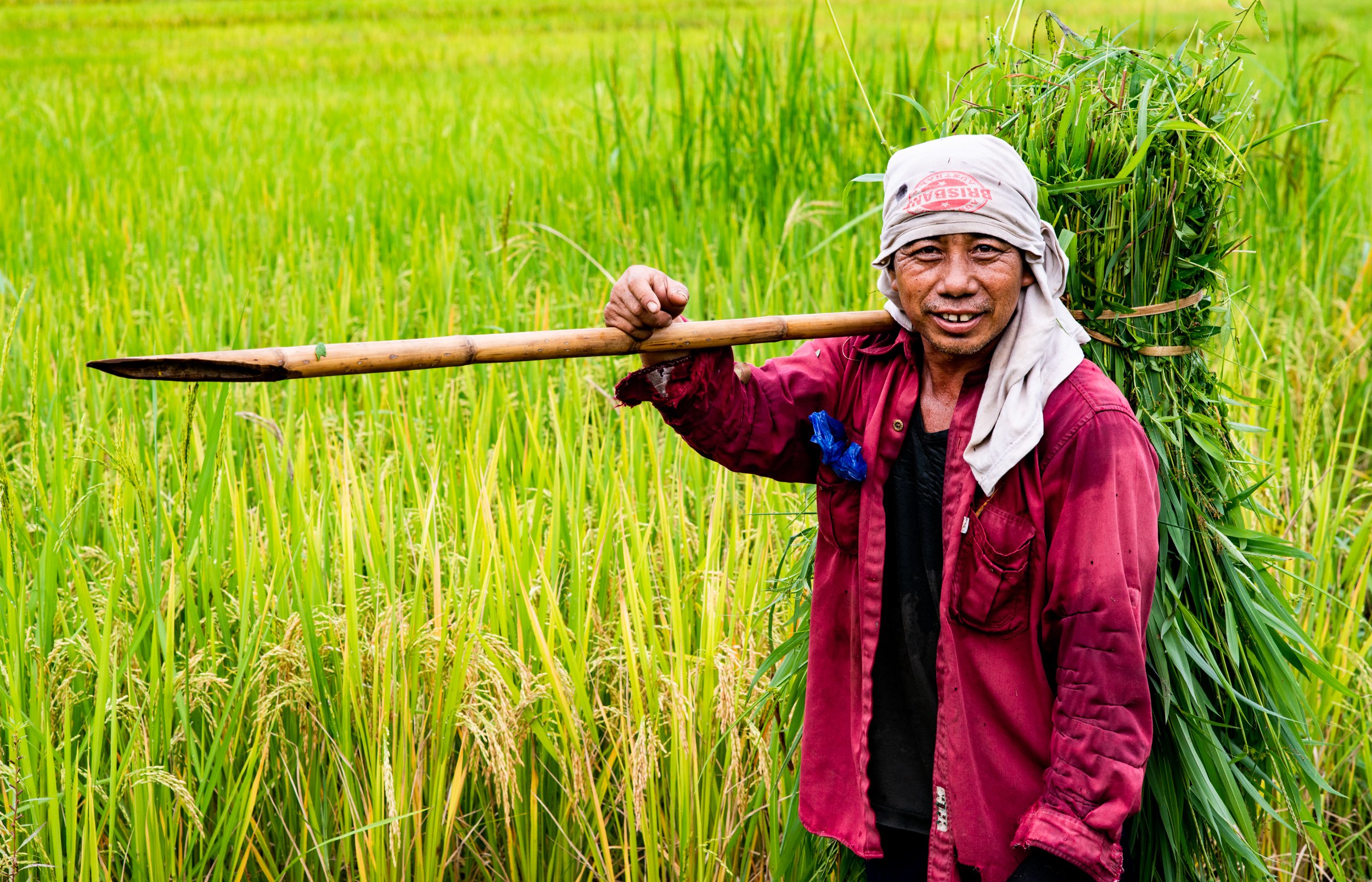 man in a red shirt int he rice fields for Understanding the Importance of Light in Photography