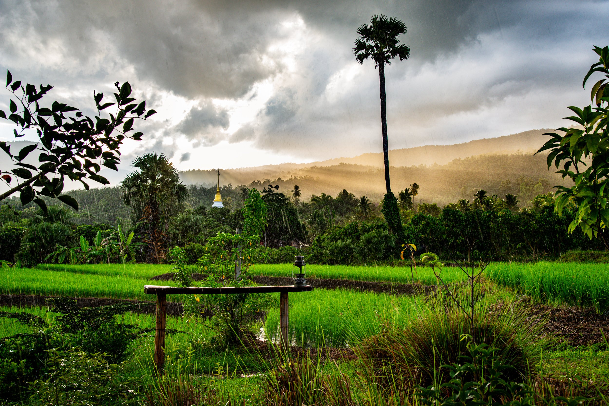 afternoon light after a storm over the rice fields for understanding the importance of light in photography