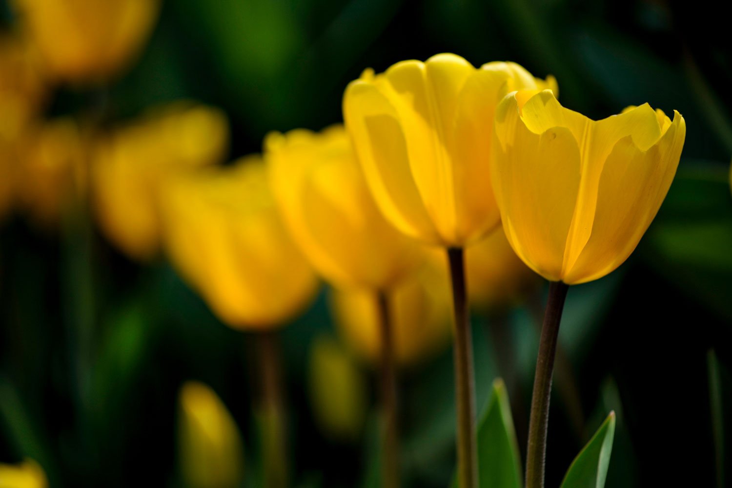 yellow tulips