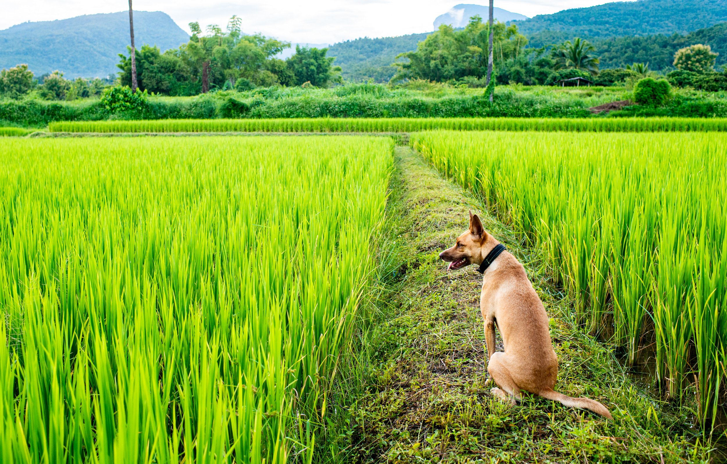 dog in the rice fields in soft light
