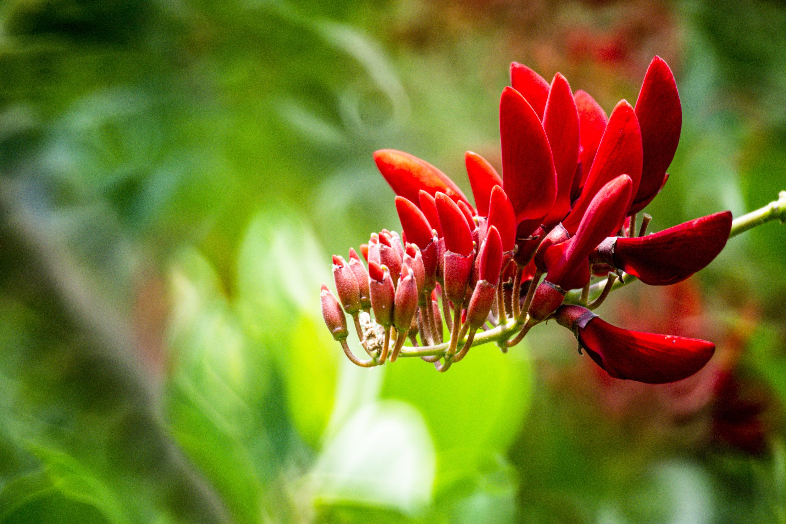 Red flowers with a shallow depth of field for what what Causes a Blurry Photo